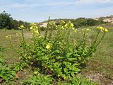 Teunisbloem, middelste